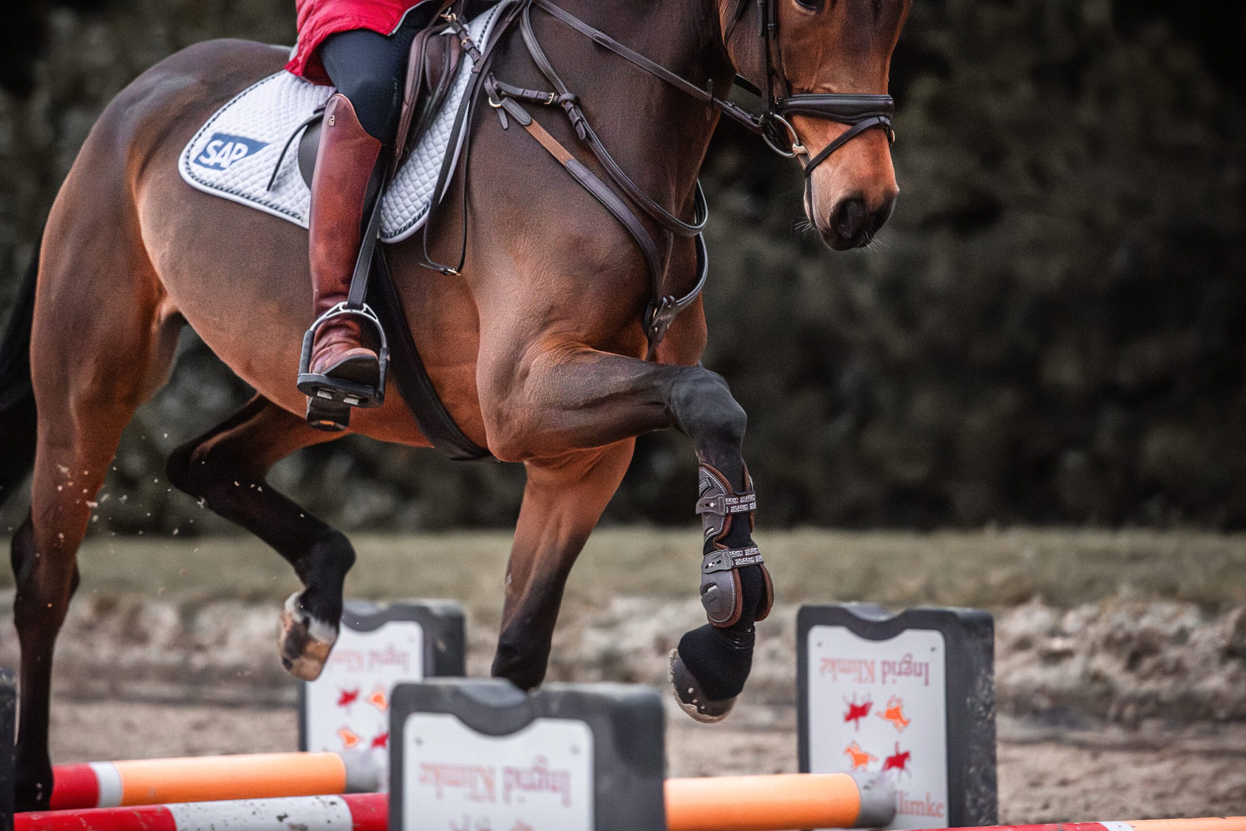 evakristin 231121 equi compress web scaled